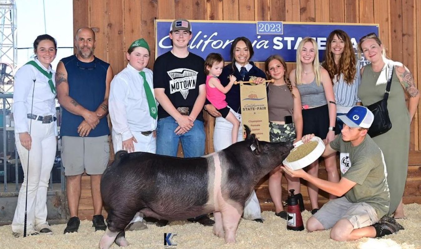 California State Fair Champion Hampshire Gilt