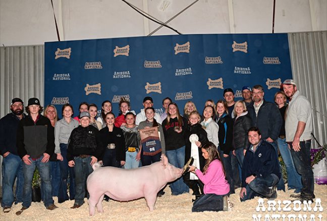 Champion York Gilt