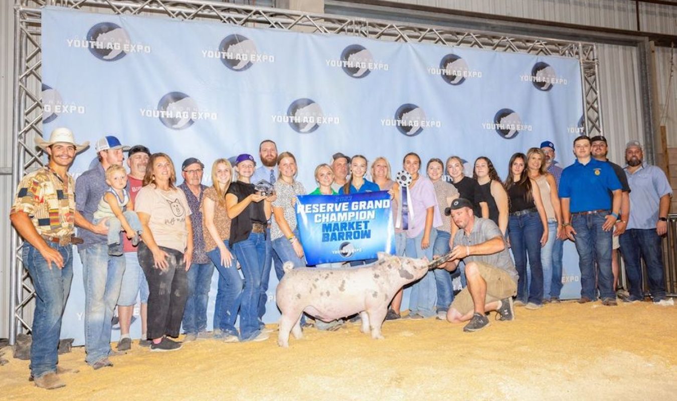 Reserve Grand Champion Barrow, Champion Light Cross Barrow, California Youth Ag Expo