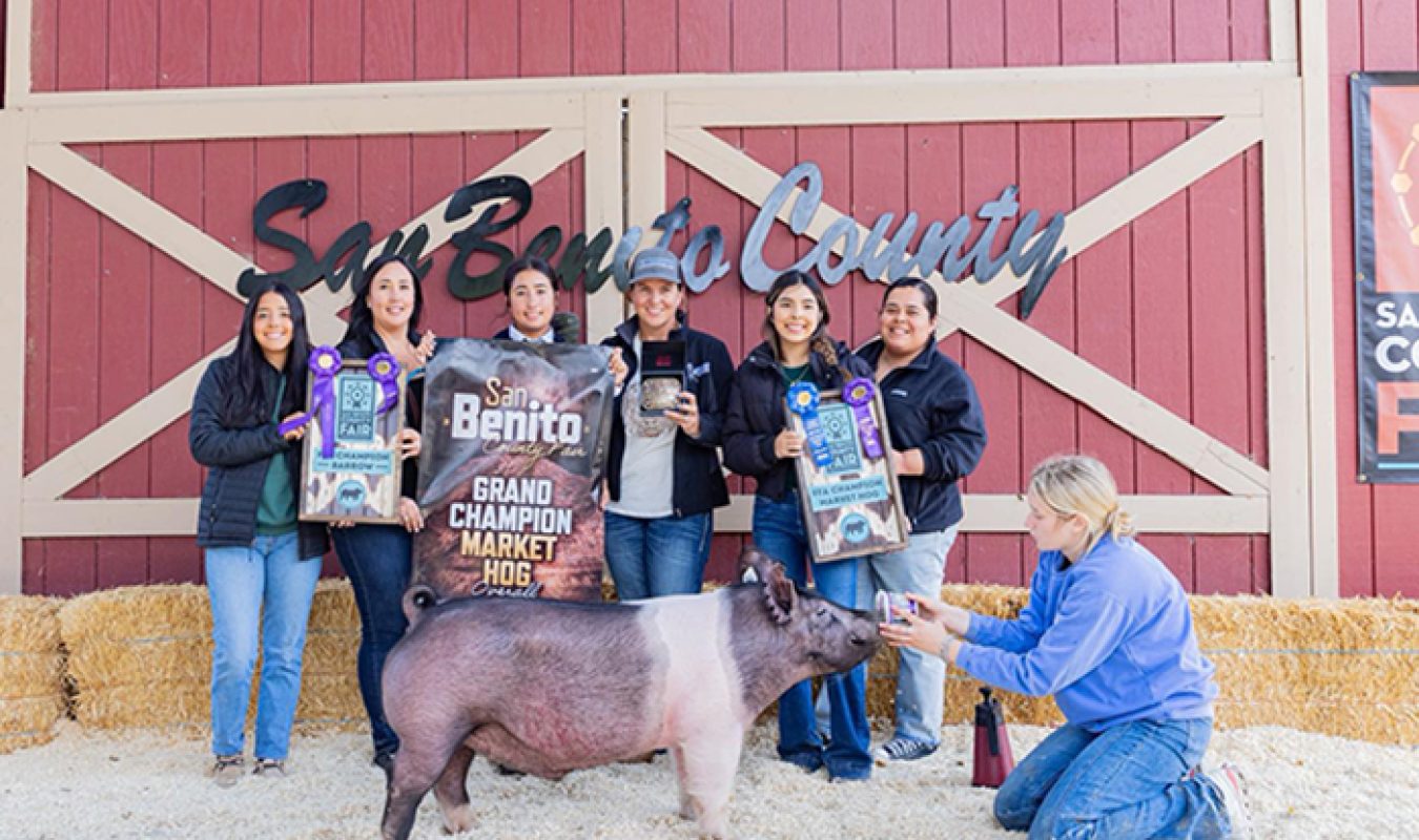 Grand Champion Market Hog, Champion FFA, San Benito County Fair