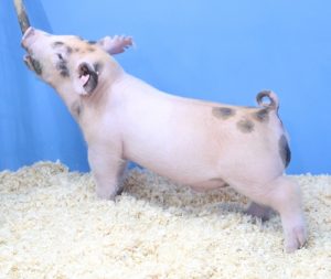 Lot 016