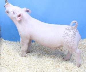 Lot 034