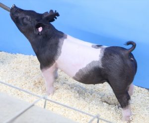 Lot 039
