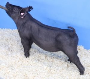 Lot 045