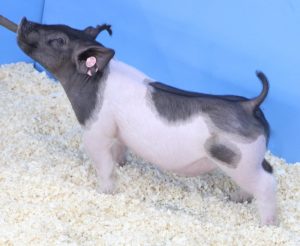 Lot 069