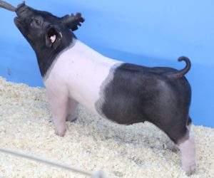 Lot 071