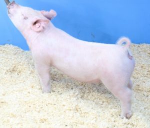 Lot 075