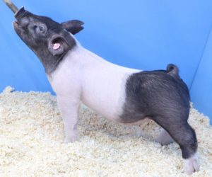 Lot 080