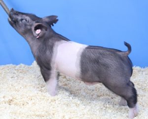 Lot 084