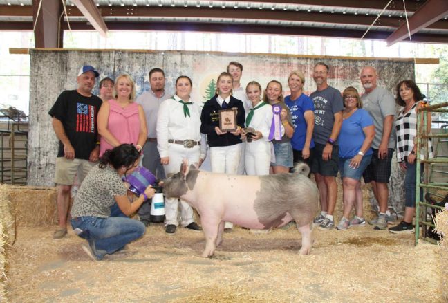 Grand Breeding Gilt Nevada County
