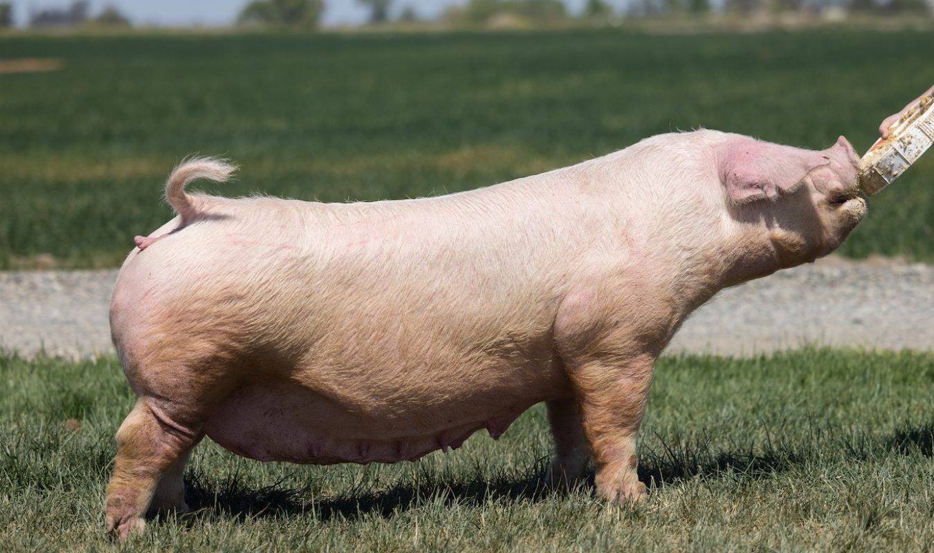 Ottenwalter Sows