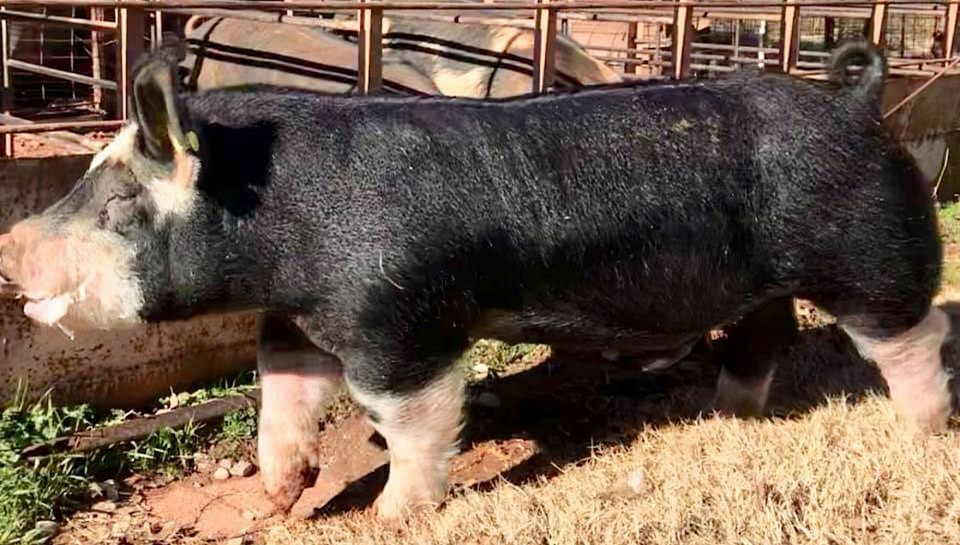 C B C pig