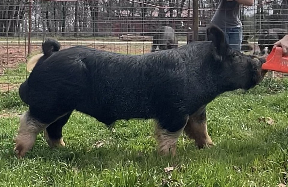 RCC2 Cochise 6-10 Monster Truck x Show Nuff  * Semen Available