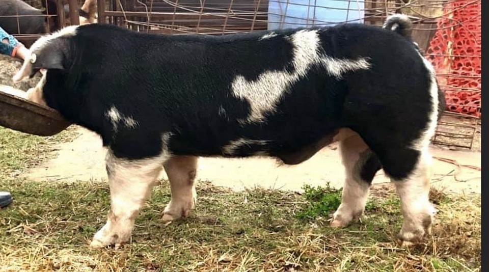 LP10 Eeyore 50-8. Storm Warning x Free N Clear.  Semen available