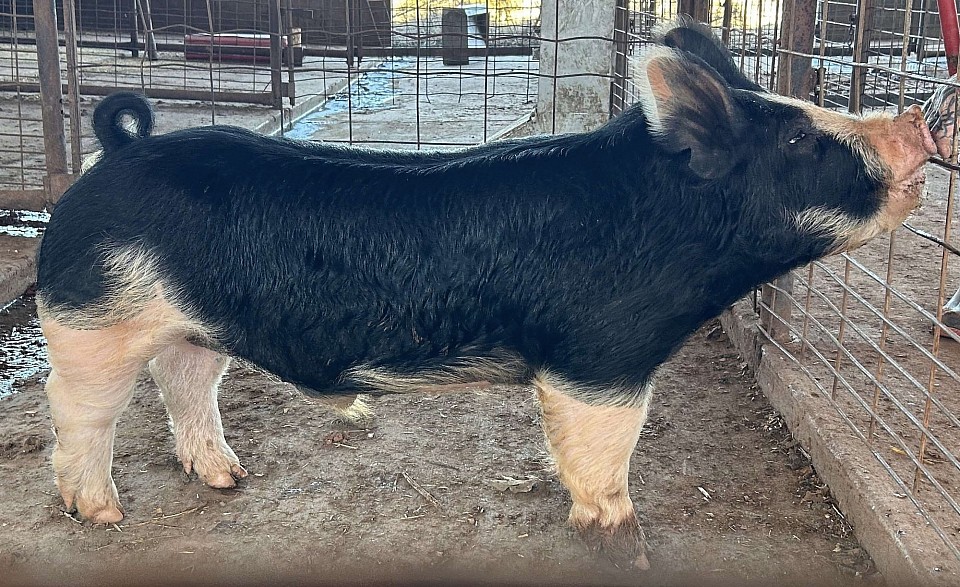 RCC4 Rico Suave 1-2.  Wolfgang x Cochise.  Semen available.
