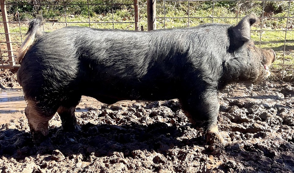 RRC4 Boogaloo 9-9.  2/5/24. Boogaloo x Cochise. Homegrown, virgin, tested functional & fertile.   FOR SALE