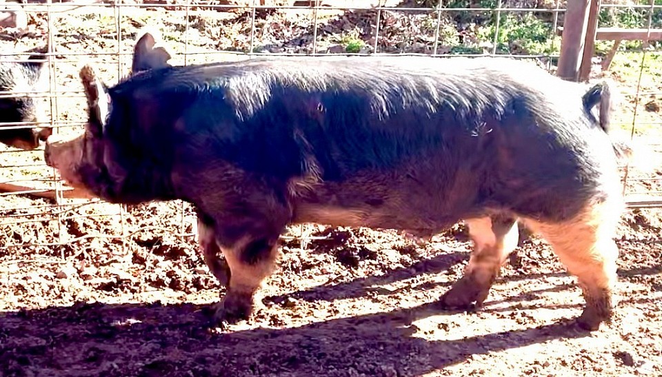 RCC3 Boogaloo.  Homegrown. 2/15/23.  Has live bred...produced 5 litters here 2024. FOR SALE