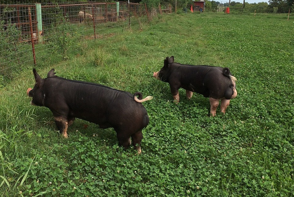 C-Bar-C breeding stock 2