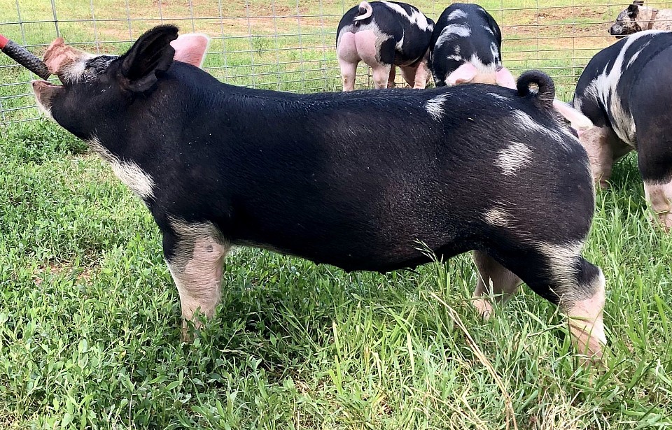 C-Bar-C breeding stock 3