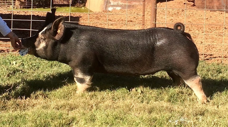 C-Bar-C breeding stock 4