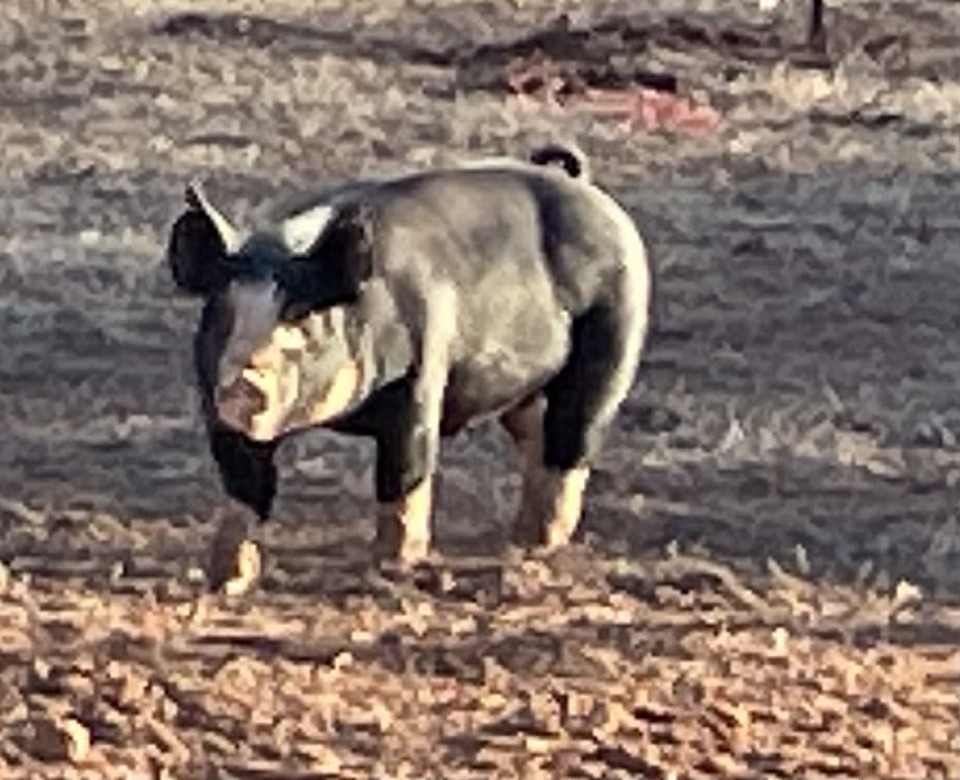 C-Bar-C breeding stock 5