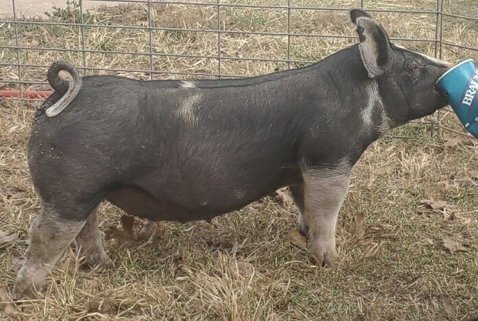 C-Bar-C breeding stock 6
