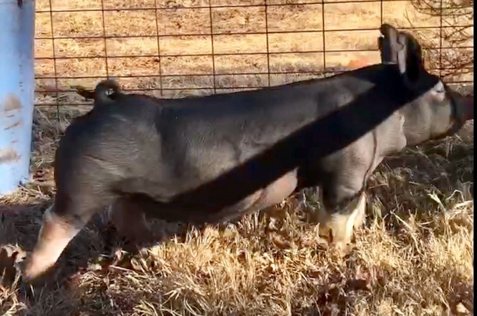 C-Bar-C breeding stock 6