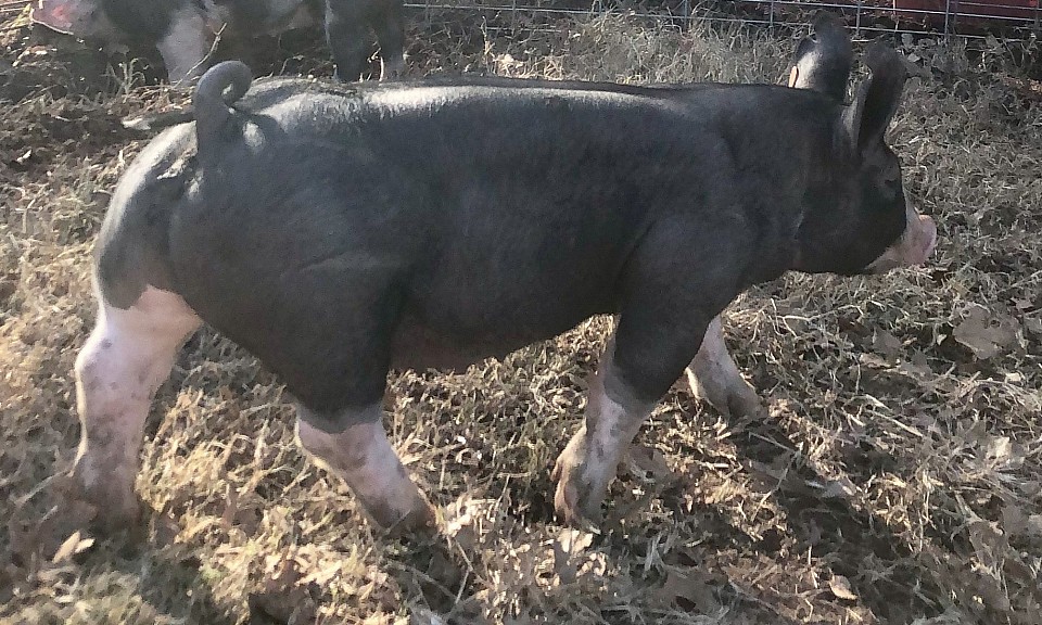 C Bar C show pigs 1