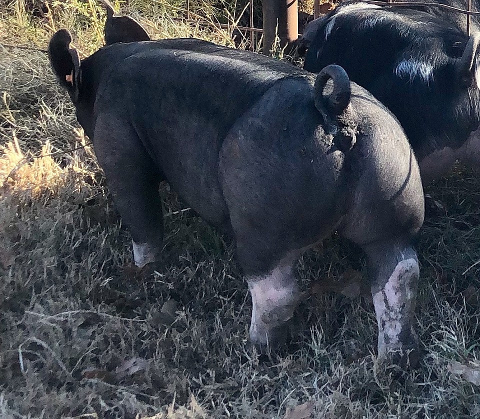 C Bar C show pigs 2