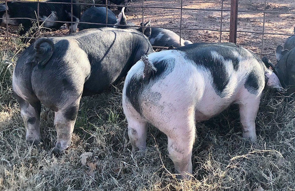 C Bar C show pigs 3