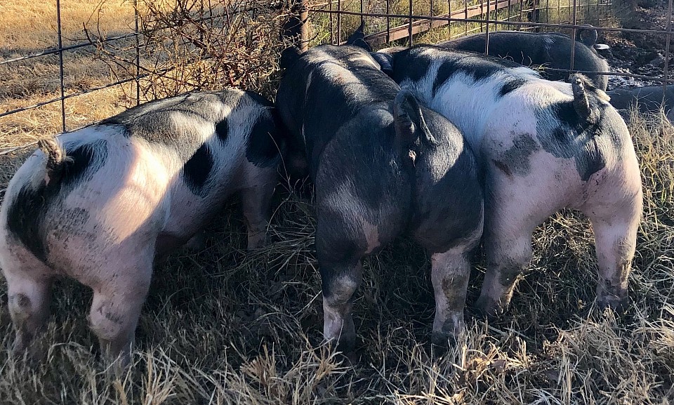 C Bar C show pigs 4