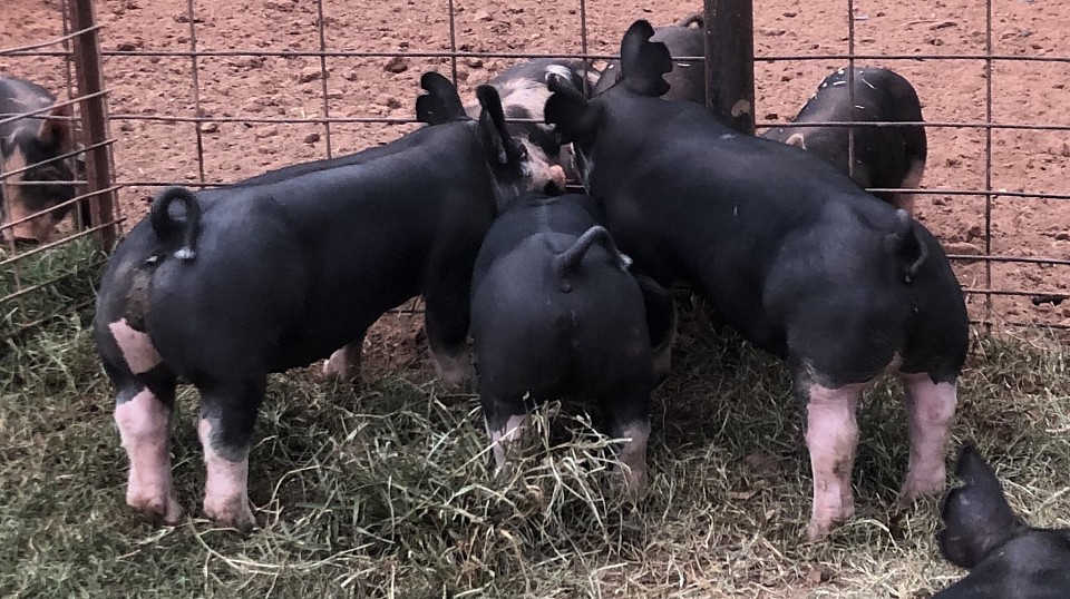 C Bar C show pigs 6