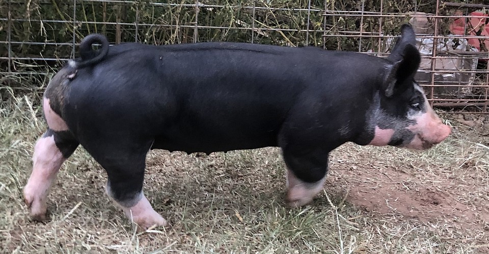 C Bar C show pigs 6