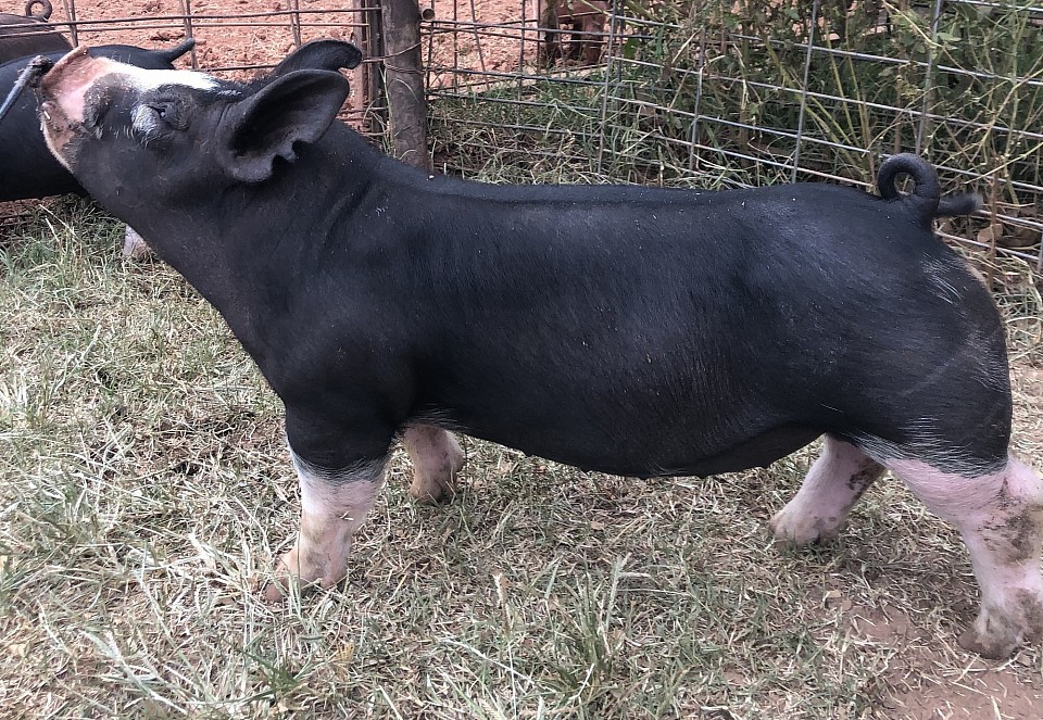 C Bar C show pigs 8