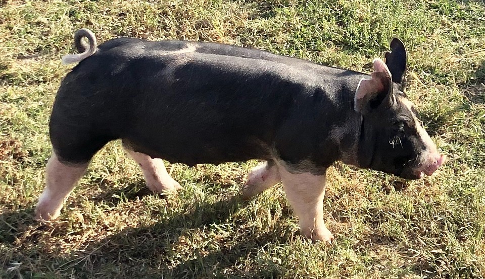 C Bar C show pigs 8