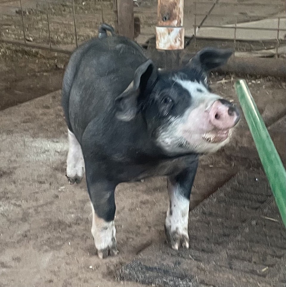 C Bar C show pigs 9
