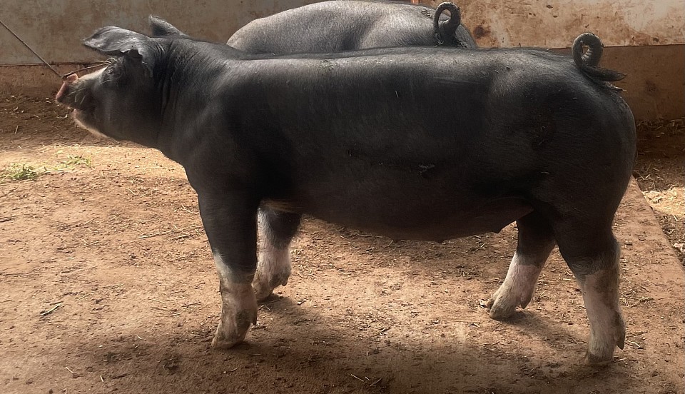 C Bar C show pigs 10