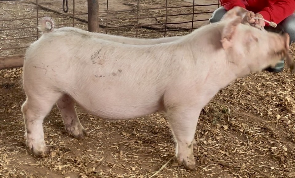 C Bar C Show Pigs 9525