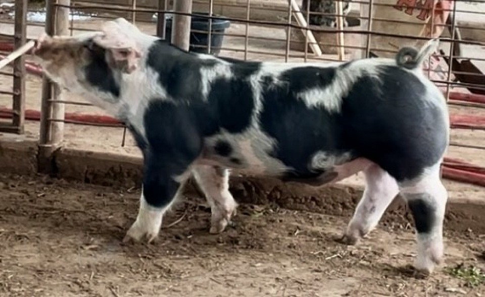 C Bar C Show Pigs 9526