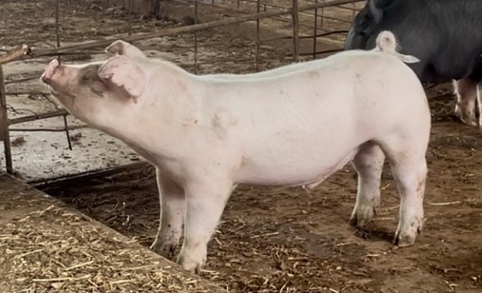 C Bar C Show Pigs 9527