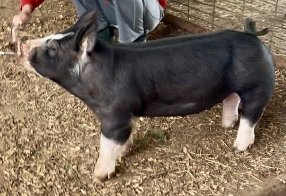 C Bar C Show Pigs 9528