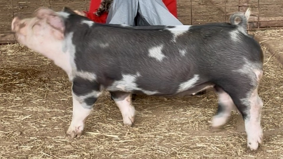 C Bar C Show Pigs 9529