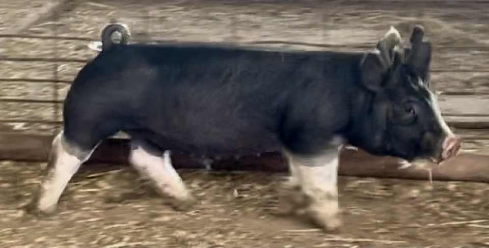 C Bar C Show Pigs 9530