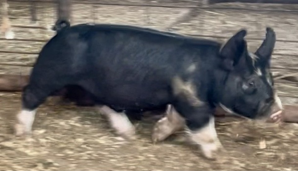 C Bar C Show Pigs 9531