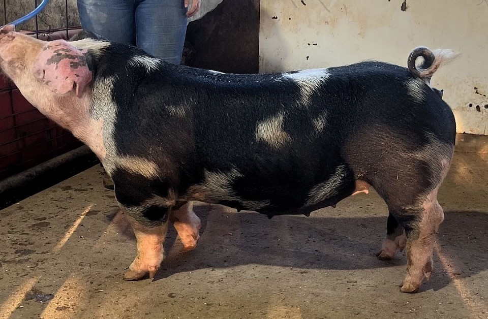 CBARC Breeding Stock 7