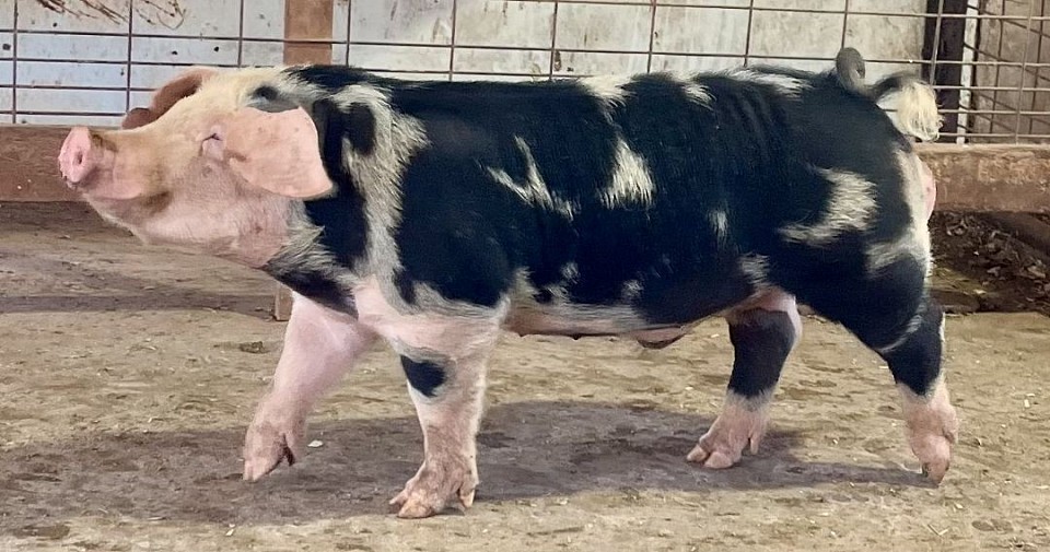 CBARC Breeding Stock 8