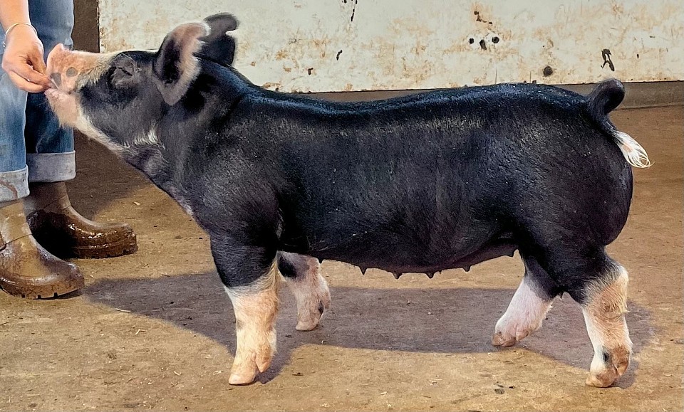 3-6 Berkshire Gilt (Rico Suave X Wolfgang)