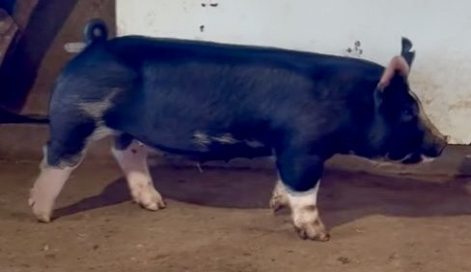 1-12 Berkshire Gilt (sired by Rico Suave)