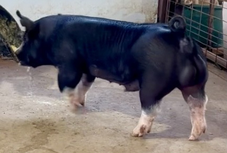 RCC5 Grus Yeti 10-5. Farrowed 2/15/25.   FOR SALE