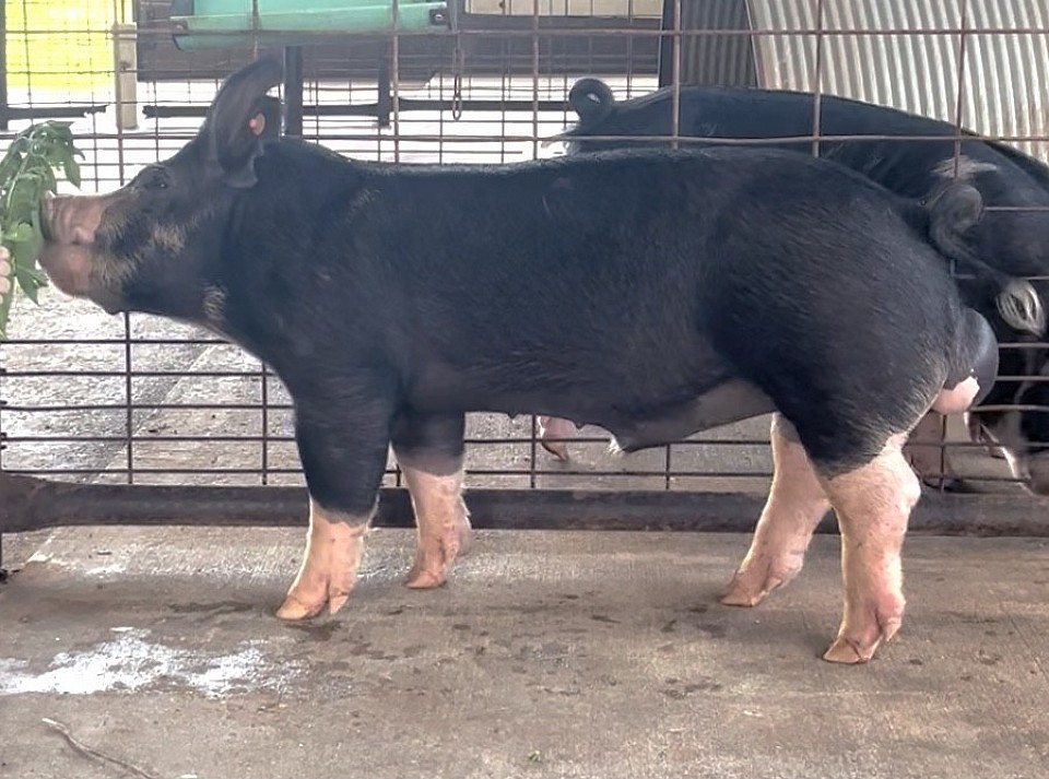 RCC Cochise 9-5. Farrowed 2/16/25.. FOR SALE